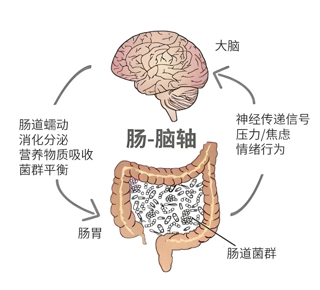 吃對(duì)、動(dòng)夠、睡足，全方位呵護(hù)腸道健康