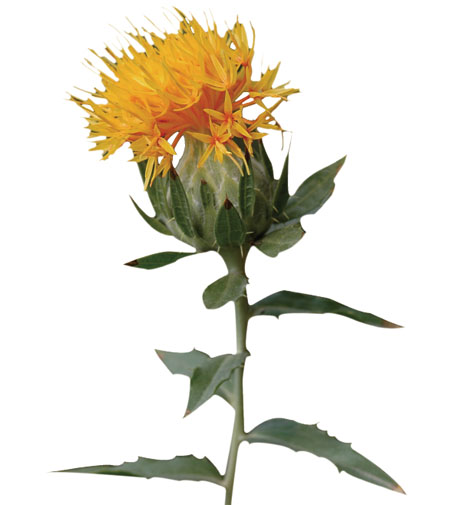 紅花：活血通經(jīng)，散瘀止痛