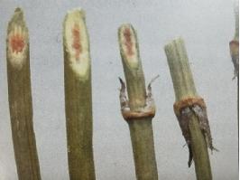麻黃：辛、微苦，溫